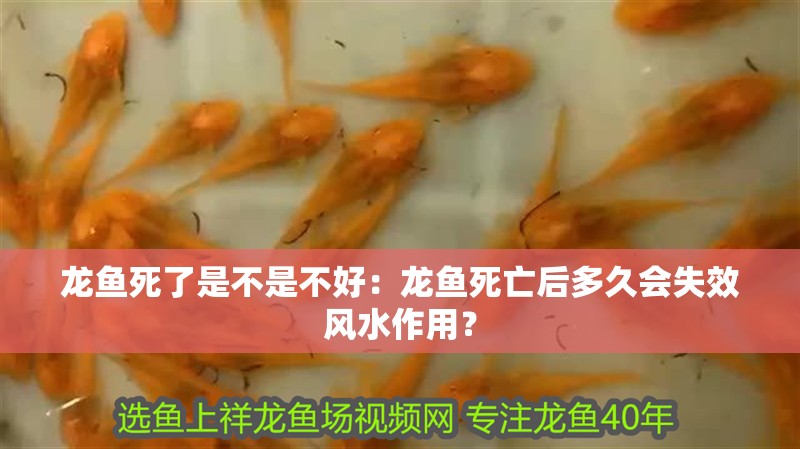龍魚死了是不是不好：龍魚死亡后多久會失效風水作用？