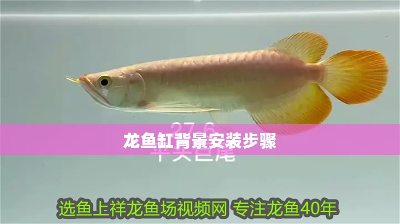 龍魚缸背景安裝步驟