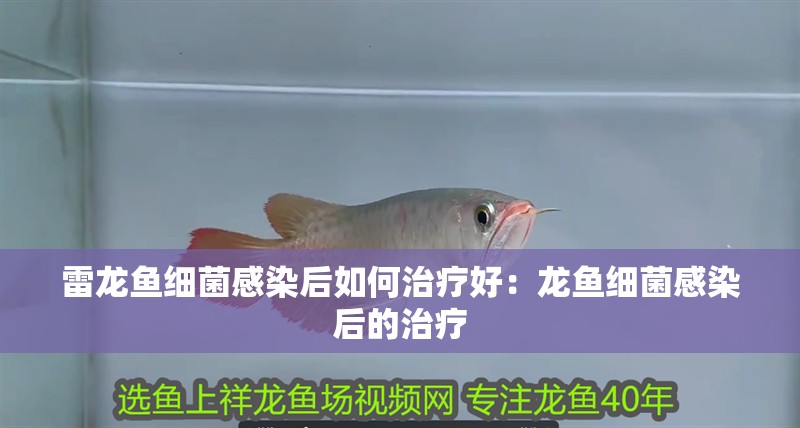 雷龍魚細菌感染后如何治療好：龍魚細菌感染后的治療