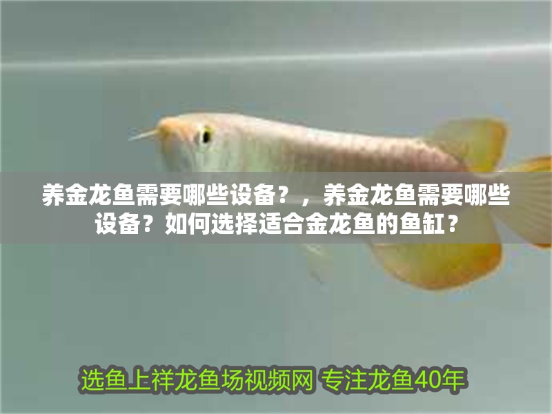 養金龍魚需要哪些設備？，養金龍魚需要哪些設備？如何選擇適合金龍魚的魚缸？ 養金龍魚需要哪些設備？，養金龍魚需要哪些設備？如何選擇適合金龍魚的魚缸？ 龍魚百科