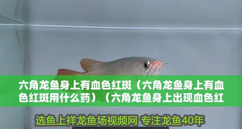 六角龍魚身上有血色紅斑（六角龍魚身上有血色紅斑用什么藥）（六角龍魚身上出現血色紅斑用什么藥） 六角龍魚身上有血色紅斑（六角龍魚身上有血色紅斑用什么藥）（六角龍魚身上出現血色紅斑用什么藥） 觀賞魚百科