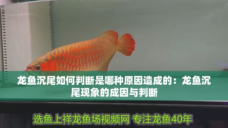 龍魚(yú)沉尾如何判斷是哪種原因造成的：龍魚(yú)沉尾現(xiàn)象的成因與判斷