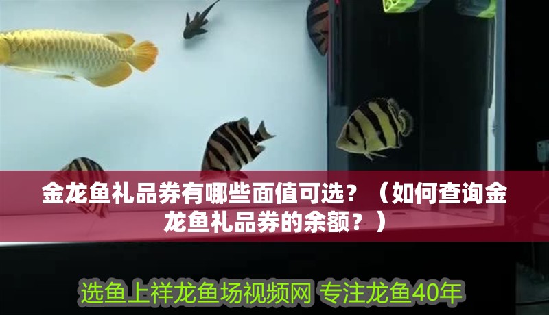 金龍魚禮品券有哪些面值可選？（如何查詢金龍魚禮品券的余額？）