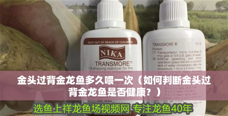 金頭過背金龍魚多久喂一次（如何判斷金頭過背金龍魚是否健康？）