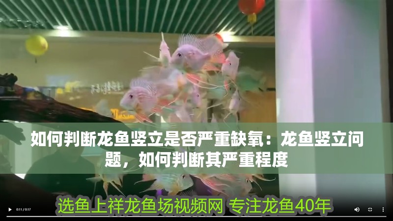 如何判斷龍魚豎立是否嚴(yán)重缺氧：龍魚豎立問題，如何判斷其嚴(yán)重程度