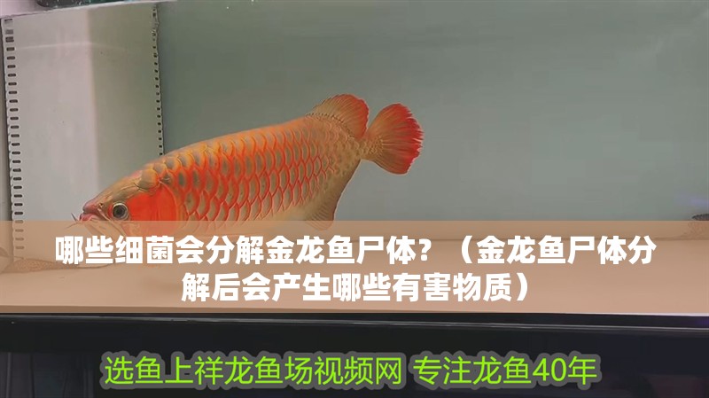哪些細(xì)菌會分解金龍魚尸體？（金龍魚尸體分解后會產(chǎn)生哪些有害物質(zhì)）