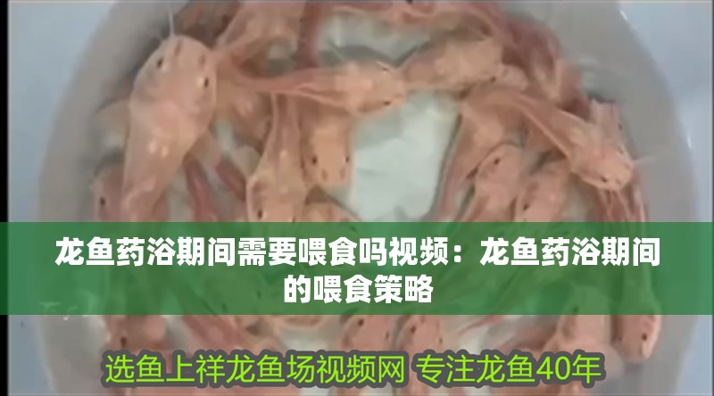 龍魚藥浴期間需要喂食嗎視頻：龍魚藥浴期間的喂食策略