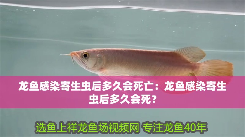 龍魚感染寄生蟲后多久會死亡：龍魚感染寄生蟲后多久會死？
