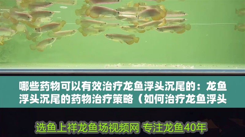 哪些藥物可以有效治療龍魚浮頭沉尾的：龍魚浮頭沉尾的藥物治療策略（如何治療龍魚浮頭沉尾） 哪些藥物可以有效治療龍魚浮頭沉尾的：龍魚浮頭沉尾的藥物治療策略（如何治療龍魚浮頭沉尾） 水族問答