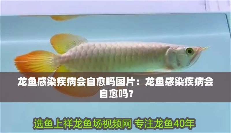 龍魚感染疾病會(huì)自愈嗎圖片：龍魚感染疾病會(huì)自愈嗎？