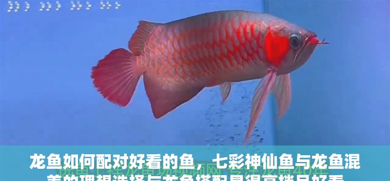 龍魚如何配對好看的魚，七彩神仙魚與龍魚混養的理想選擇與龍魚搭配顯得高檔且好看