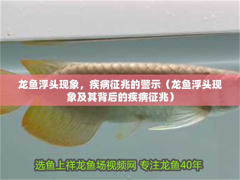 龍魚浮頭現象，疾病征兆的警示（龍魚浮頭現象及其背后的疾病征兆）