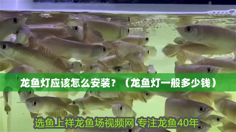 龍魚燈應該怎么安裝？（龍魚燈一般多少錢）