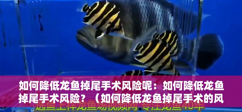 如何降低龍魚掉尾手術風險呢：如何降低龍魚掉尾手術風險？（如何降低龍魚掉尾手術的風險）