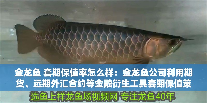 金龍魚 套期保值率怎么樣：金龍魚公司利用期貨、遠期外匯合約等金融衍生工具套期保值策略