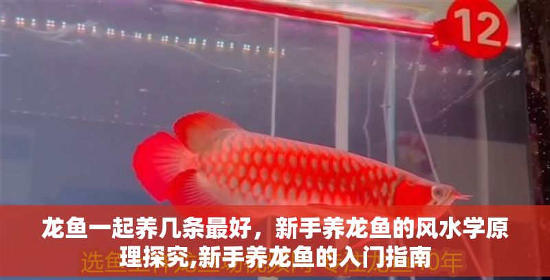 龍魚一起養(yǎng)幾條最好，新手養(yǎng)龍魚的風(fēng)水學(xué)原理探究,新手養(yǎng)龍魚的入門指南 龍魚一起養(yǎng)幾條最好，新手養(yǎng)龍魚的風(fēng)水學(xué)原理探究,新手養(yǎng)龍魚的入門指南 龍魚百科 第2張