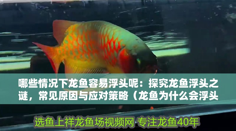 哪些情況下龍魚容易浮頭呢：探究龍魚浮頭之謎，常見原因與應(yīng)對策略（龍魚為什么會浮頭）