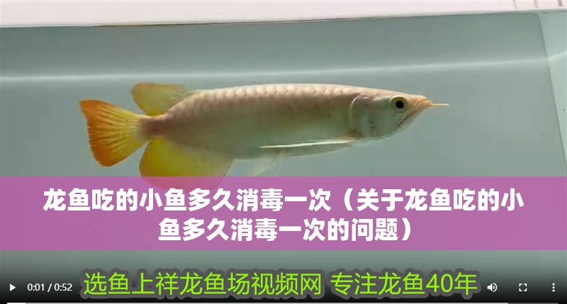 我的虎魚真菌感染了要怎么處理 龍魚吃的小魚多久消毒一次(關于龍魚吃的小魚多久消毒一次的問題) 龍魚百科 龍魚吃的小魚多久消毒一次(關于龍魚吃的小魚多久消毒一次的問題) 龍魚吃的小魚多久消毒一次(關于龍魚吃的小魚多久消毒一次的問題) 龍魚百科