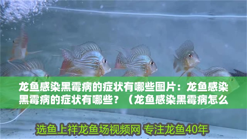 龍魚感染黑霉病的癥狀有哪些圖片：龍魚感染黑霉病的癥狀有哪些？（龍魚感染黑霉病怎么辦） 龍魚感染黑霉病的癥狀有哪些圖片：龍魚感染黑霉病的癥狀有哪些？（龍魚感染黑霉病怎么辦） 水族問答