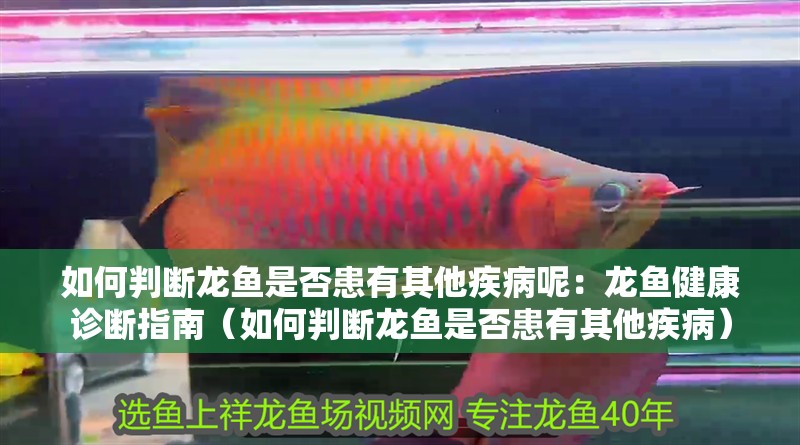 如何判斷龍魚是否患有其他疾病呢：龍魚健康診斷指南（如何判斷龍魚是否患有其他疾?。? title=