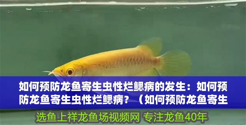 如何預防龍魚寄生蟲性爛鰓病的發生：如何預防龍魚寄生蟲性爛鰓病？（如何預防龍魚寄生蟲性爛鰓病）