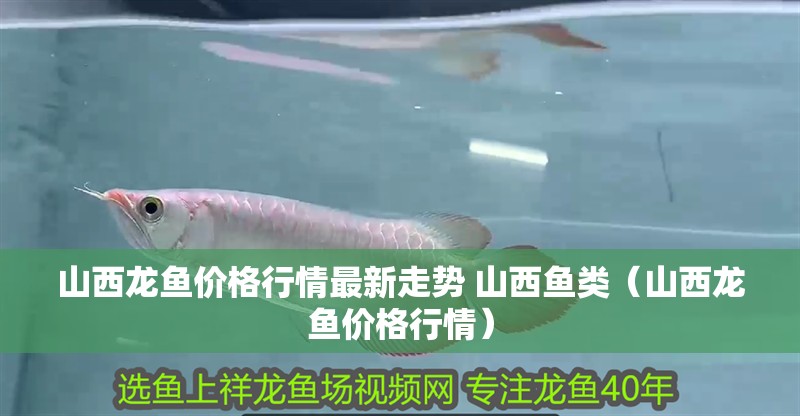 <strong><mark>山西</mark></strong>龍魚(yú)價(jià)格行情最新走勢(shì) <strong><mark>山西</mark></strong>魚(yú)類（<strong><mark>山西</mark></strong>龍魚(yú)價(jià)格行情）