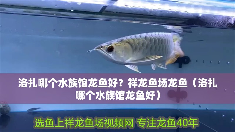 <strong><mark>洛扎</mark></strong>哪個水族館龍魚好？祥龍魚場龍魚（<strong><mark>洛扎</mark></strong>哪個水族館龍魚好）
