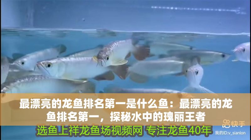 最漂亮的龍魚排名第一是什么魚：最漂亮的龍魚排名第一，探秘水中的瑰麗王者
