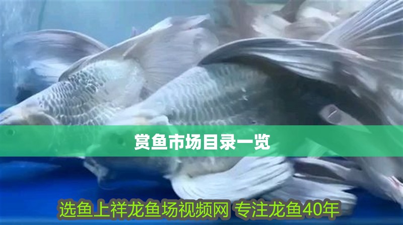 賞魚市場目錄一覽