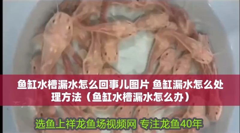 魚缸水槽漏水怎么回事兒圖片 魚缸漏水怎么處理方法（魚缸水槽漏水怎么辦）