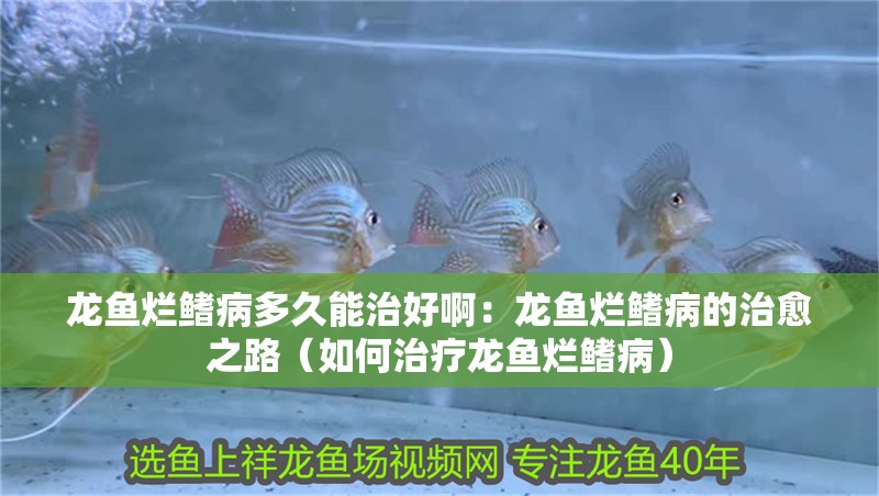龍魚爛鰭病多久能治好啊：龍魚爛鰭病的治愈之路（如何治療龍魚爛鰭病）