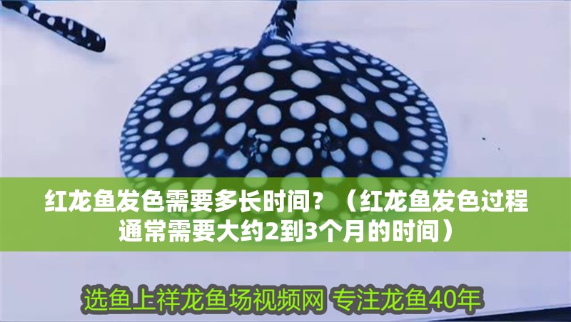 紅龍魚發(fā)色需要多長時間？（紅龍魚發(fā)色過程通常需要大約2到3個月的時間）
