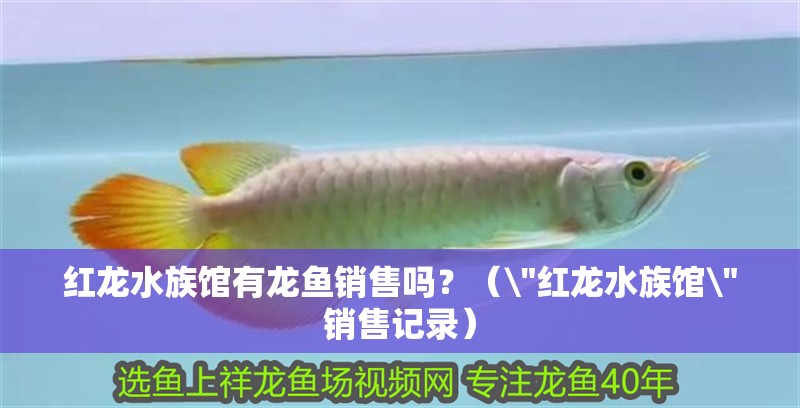紅龍水族館有龍魚銷售嗎？（ 紅龍水族館有龍魚銷售嗎？（\