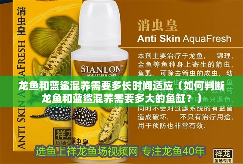 龍魚和藍(lán)鯊混養(yǎng)需要多長(zhǎng)時(shí)間適應(yīng)（如何判斷龍魚和藍(lán)鯊混養(yǎng)需要多大的魚缸？）