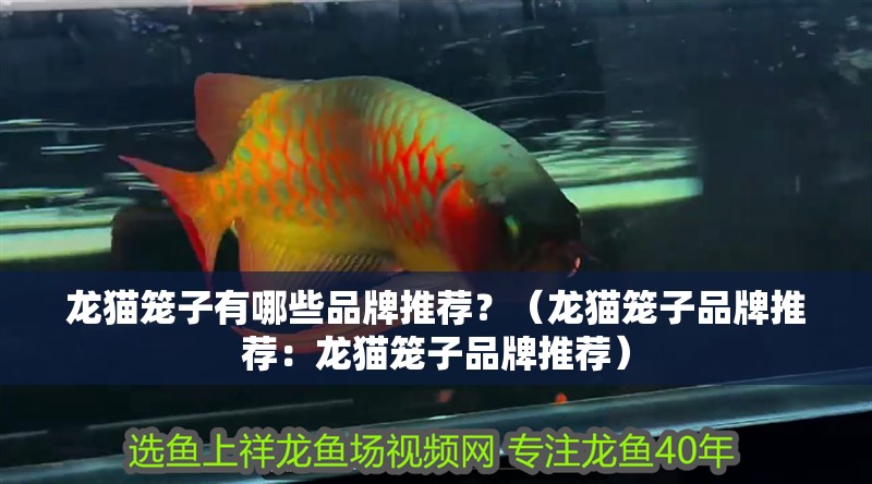 龍貓籠子有哪些品牌推薦？（龍貓籠子品牌推薦：龍貓籠子品牌推薦）