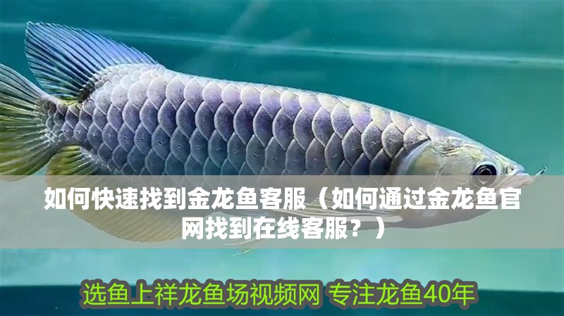 如何快速找到金龍魚(yú)客服（如何通過(guò)金龍魚(yú)官網(wǎng)找到在線客服？）