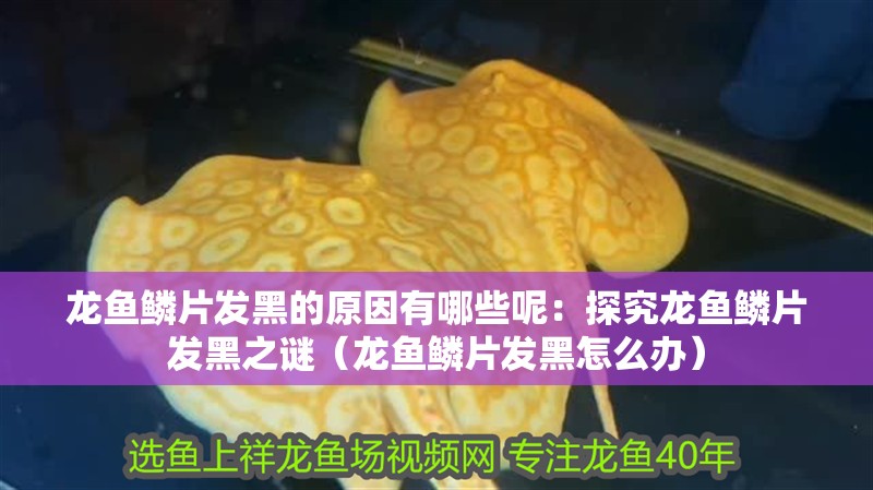 龍魚鱗片發黑的原因有哪些呢：探究龍魚鱗片發黑之謎（龍魚鱗片發黑怎么辦）