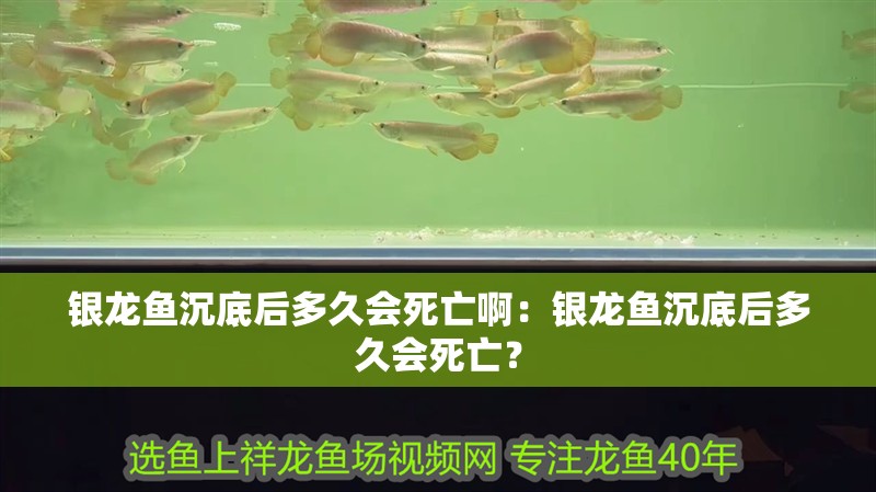 銀龍魚沉底后多久會死亡啊：銀龍魚沉底后多久會死亡？