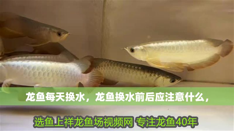 龍魚每天換水，龍魚換水前后應注意什么， 龍魚每天換水，龍魚換水前后應注意什么， 龍魚百科 第2張