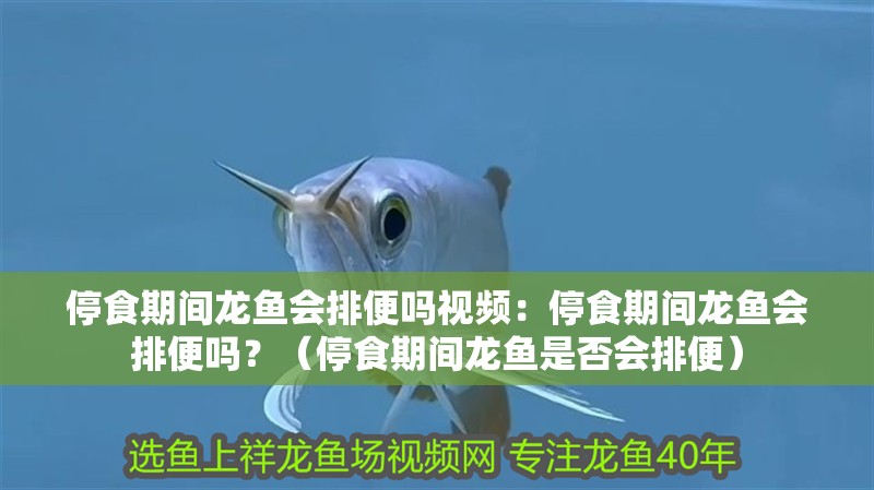 停食期間龍魚會排便嗎視頻：停食期間龍魚會排便嗎？（停食期間龍魚是否會排便）
