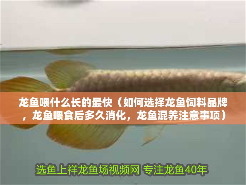 龍魚喂什么長的最快（如何選擇龍魚飼料品牌，龍魚喂食后多久消化，龍魚混養(yǎng)注意事項）