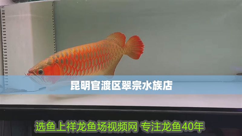 昆明<strong><mark>官渡</mark></strong>區翠宗水族店