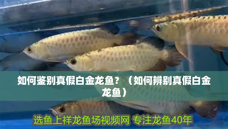 如何鑒別真假白金龍魚？（如何辨別真假白金龍魚）