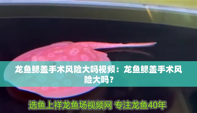 龍魚鰓蓋手術風險大嗎視頻：龍魚鰓蓋手術風險大嗎？ 龍魚鰓蓋手術風險大嗎視頻：龍魚鰓蓋手術風險大嗎？ 水族問答