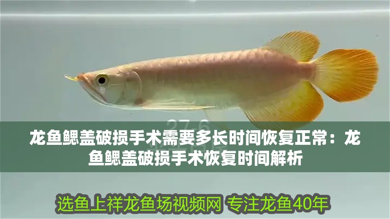 龍魚鰓蓋破損手術(shù)需要多長(zhǎng)時(shí)間恢復(fù)正常：龍魚鰓蓋破損手術(shù)恢復(fù)時(shí)間解析