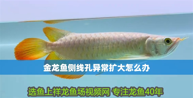 金龍魚側線孔異常擴大怎么辦