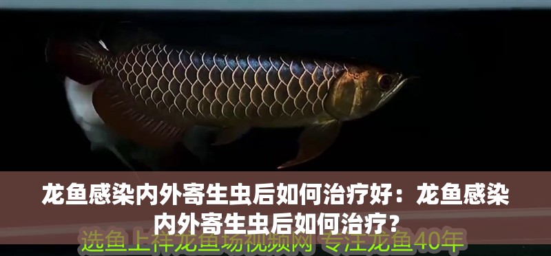 龍魚感染內外寄生蟲后如何治療好：龍魚感染內外寄生蟲后如何治療？ 龍魚感染內外寄生蟲后如何治療好：龍魚感染內外寄生蟲后如何治療？ 水族問答