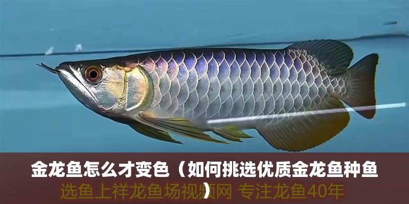 金龍魚怎么才變色（如何挑選優質金龍魚種魚）