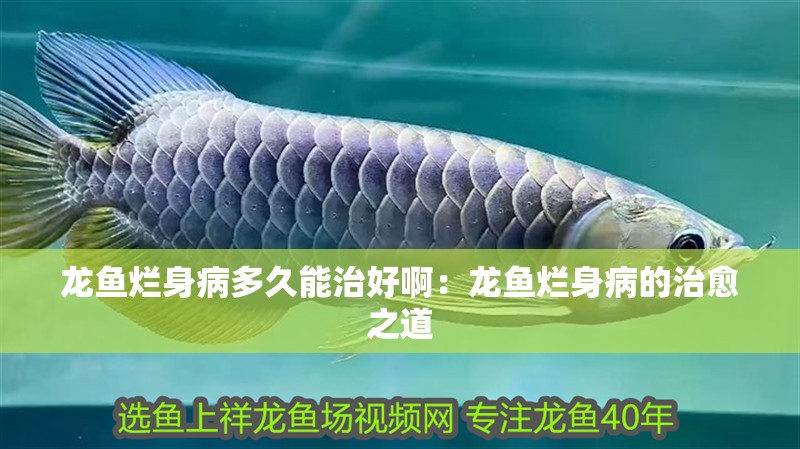 龍魚爛身病多久能治好啊：龍魚爛身病的治愈之道