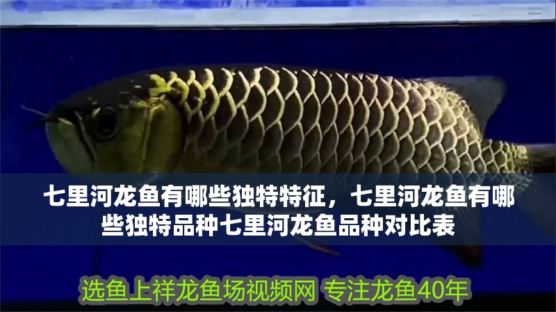 七里河龍魚有哪些獨特特征，七里河龍魚有哪些獨特品種七里河龍魚品種對比表 七里河龍魚有哪些獨特特征，七里河龍魚有哪些獨特品種七里河龍魚品種對比表 龍魚百科